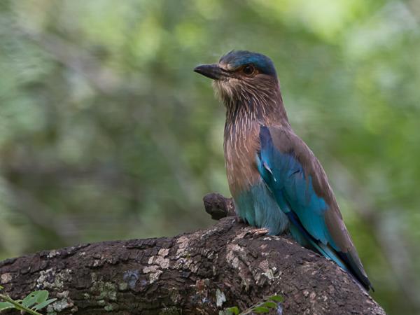 <h3><a href="/trips/srilanka/biota/animalia/chordata/aves/037 coraciiformes/001 coraciidae/coracias benghalensis/coracias benghalensis-nl.html">Coracias&nbsp;benghalensis</a> / Indian&nbsp;roller / Indische&nbsp;scharrelaar</h3>NIKON D500 met AF-S Nikkor 80-400mm f/4.5-5.6G ED VR, 1/400 sec  bij F5.6, ISO 800, afstand 11.8&nbsp;m